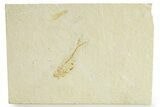 Bargain, Juvenile Fossil Fish (Diplomystus) - Wyoming #363802-1